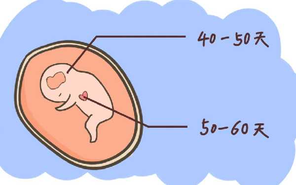 长春取精捐卵 2022长春试管婴儿医院 ‘孕10周b超可以看男女吗’